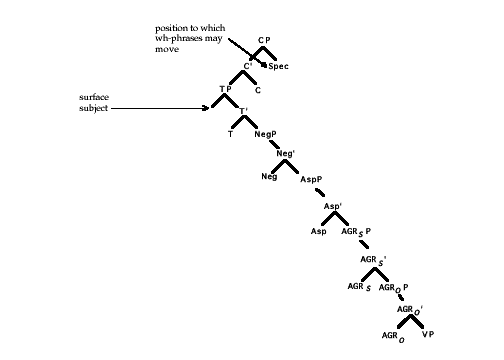 Graphic: Skeletal structure of CP in ASL
